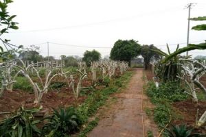Thực trạng sản xuất nông nghiệp và giải pháp ứng dụng công nghệ tưới tiết kiệm nước cho vùng bãi sông Thành phố Hà Nội