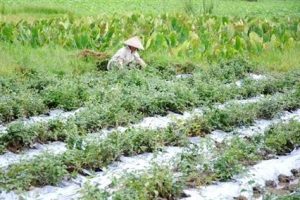Tích tụ ruộng đất, nhìn từ Văn Lâm: Nhọc nhằn tìm doanh nghiệp đầu tư làm nông nghiệp
